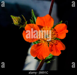 Geum `Cooky' Stock Photo